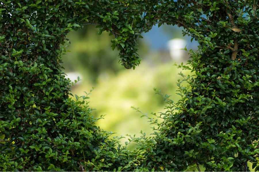 a heart cut out of foliage